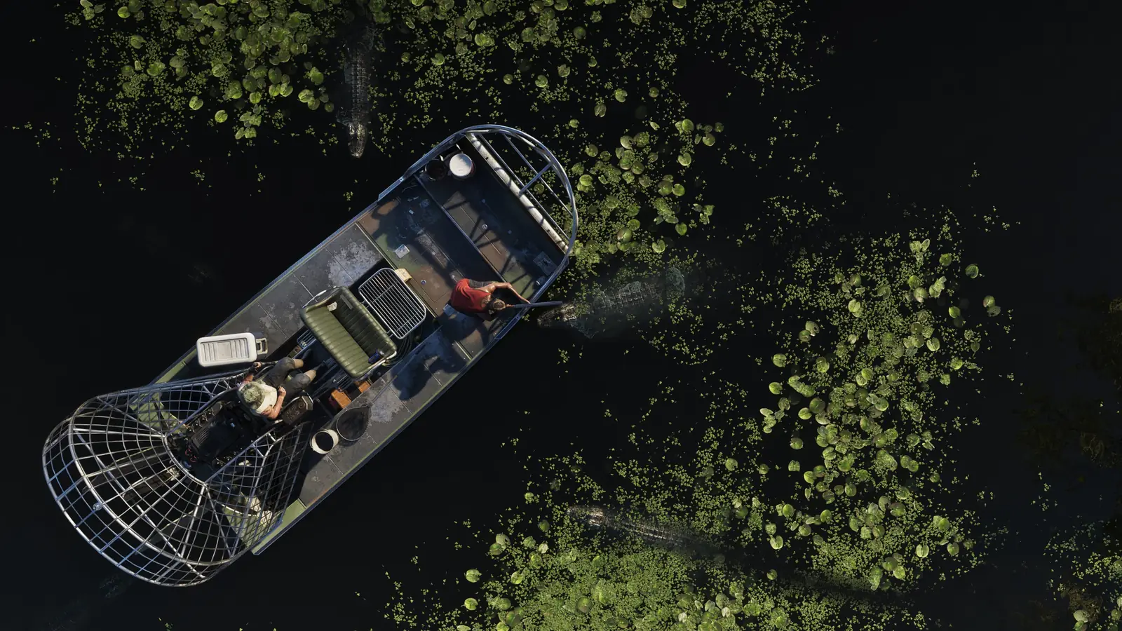 Vu du ciel, un hydroglisseur entouré d'alligators dans les Grassrivers.